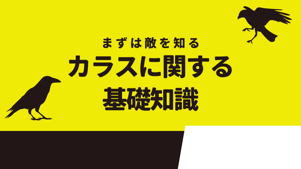 カラスに関する基礎知識