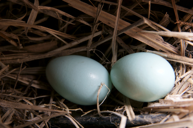 ハトの巣作りの基本
