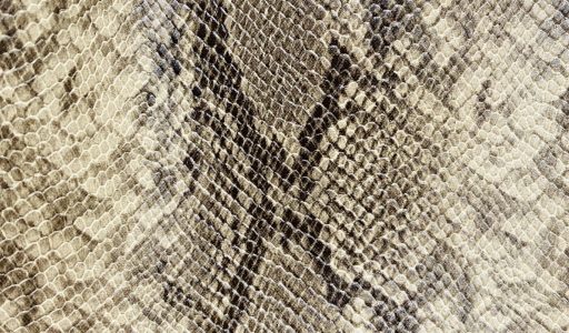 ハトが本当に苦手なものは？自然界の天敵を活かした効果的な対策とは